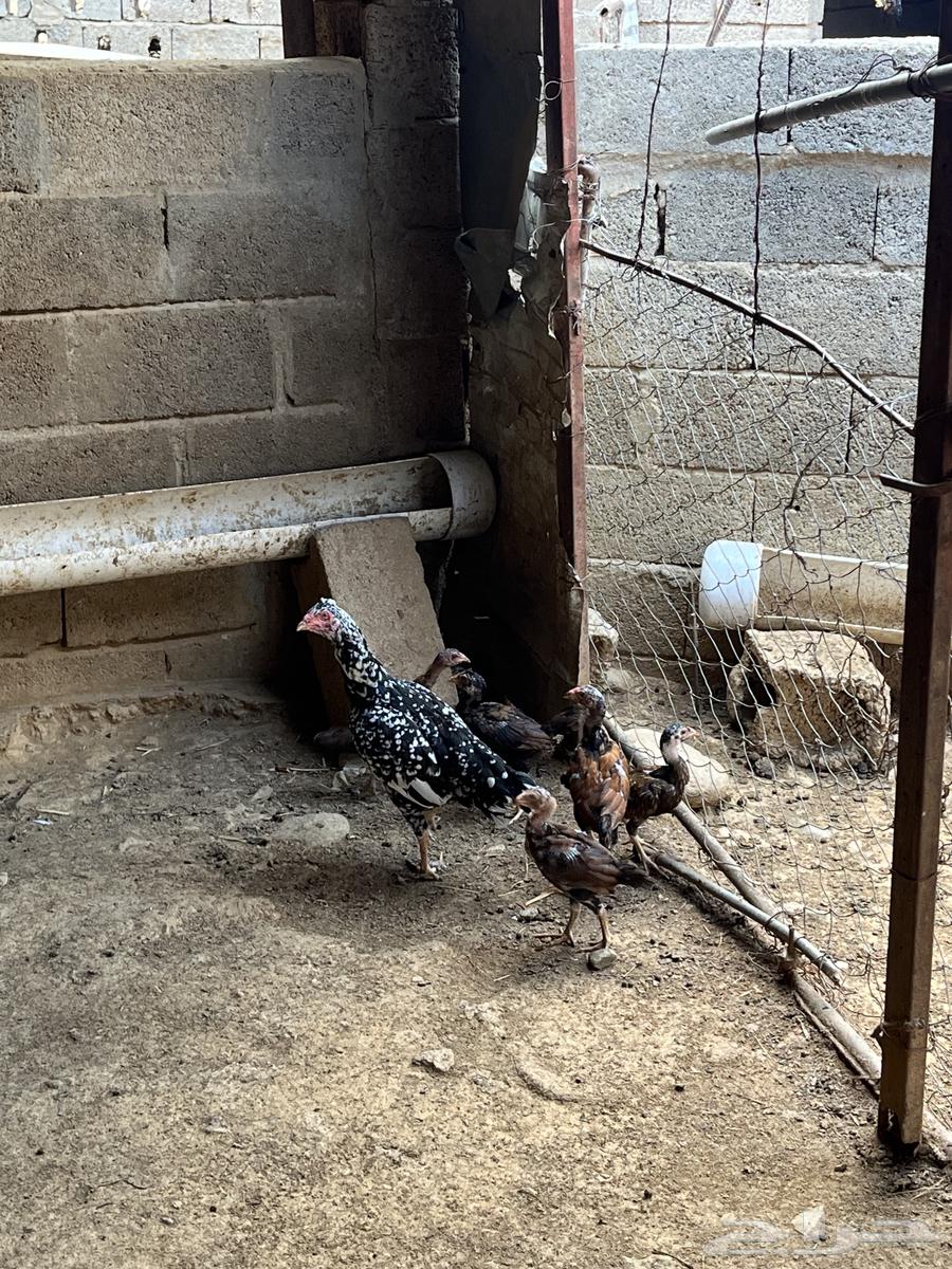 دجاج سندي بيور64468678157443112