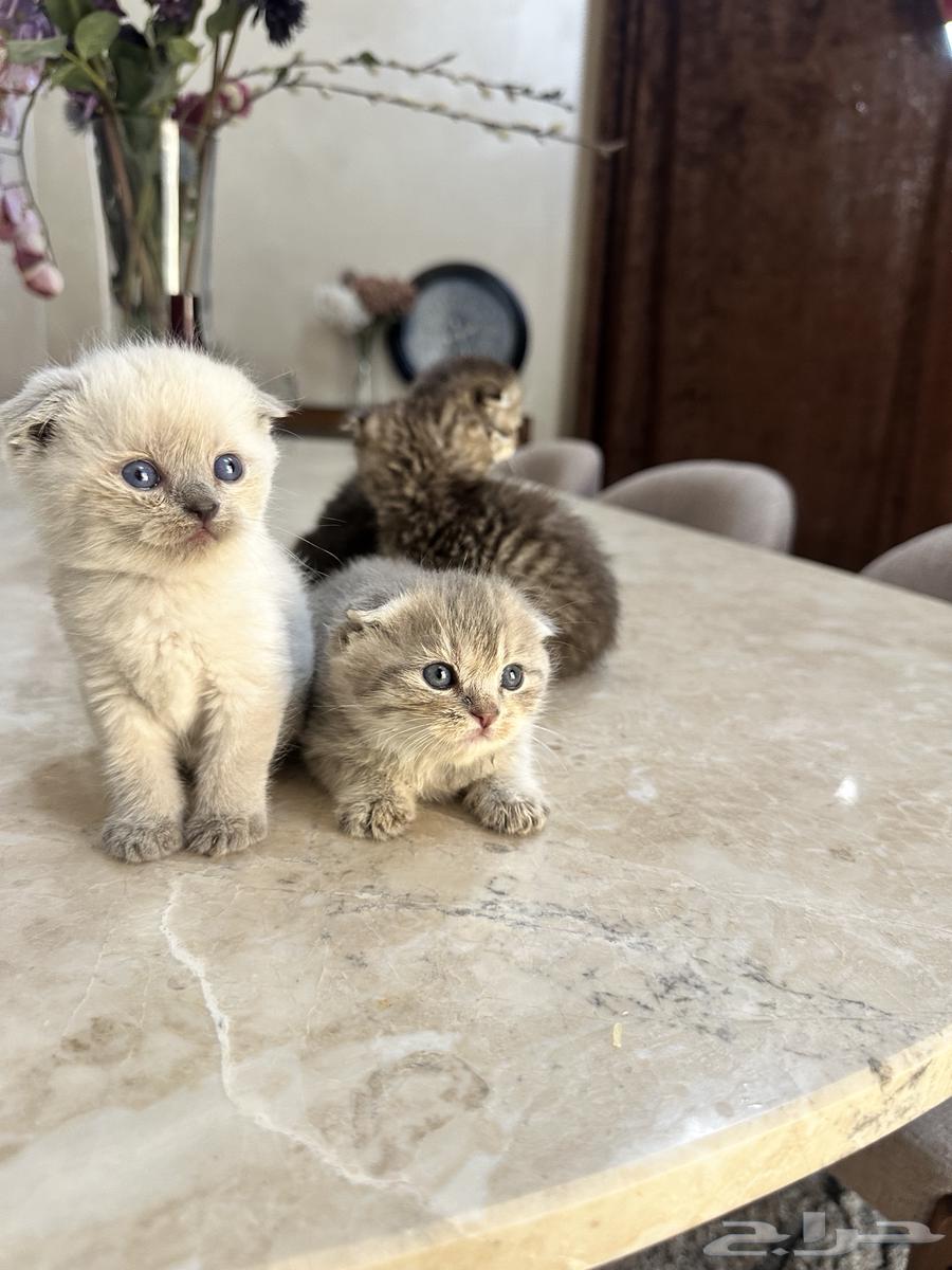 قطط سكوتش فولد للبيع64471075154818111