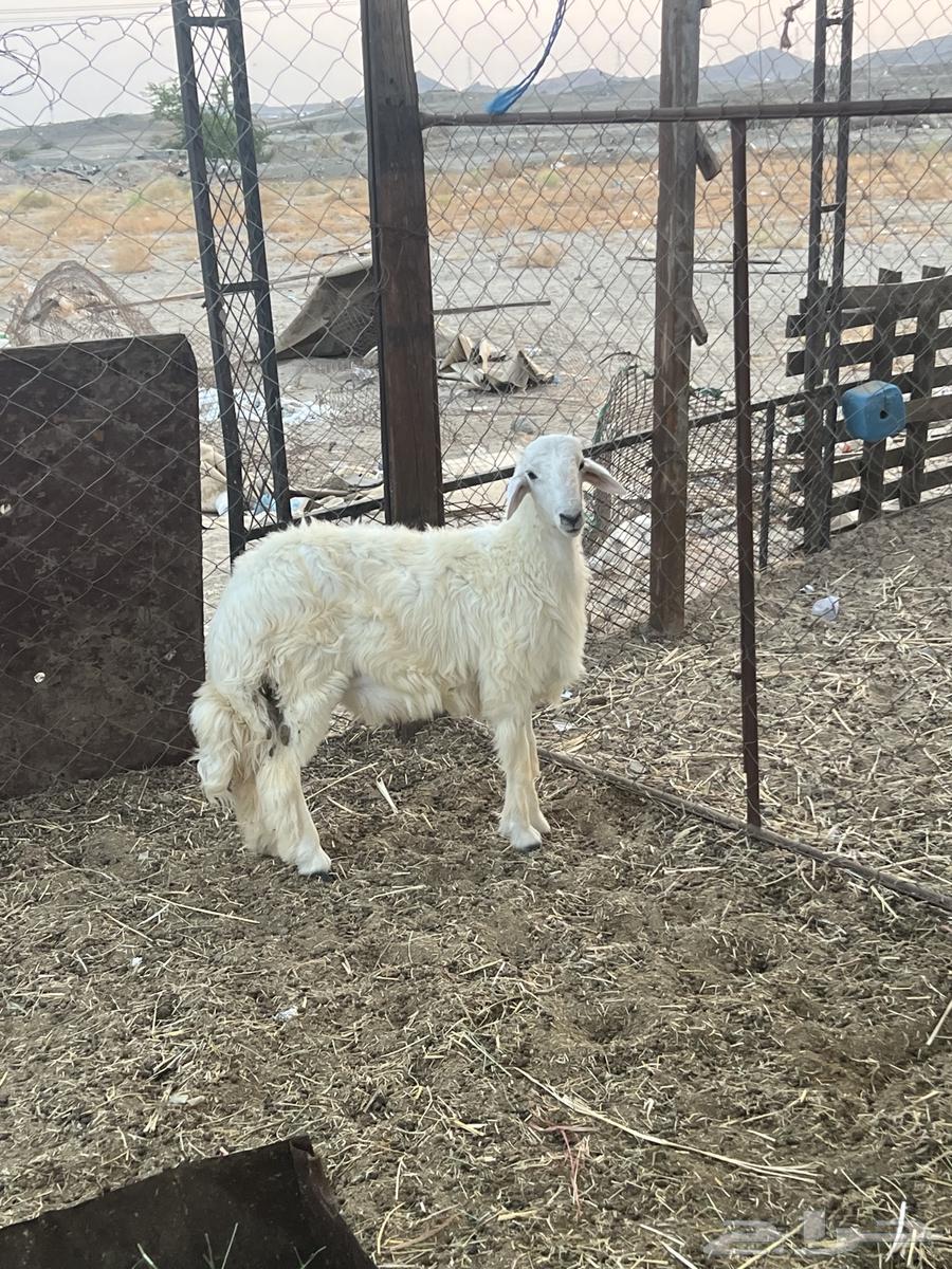 Taly Huri (Sold)64465479569666111