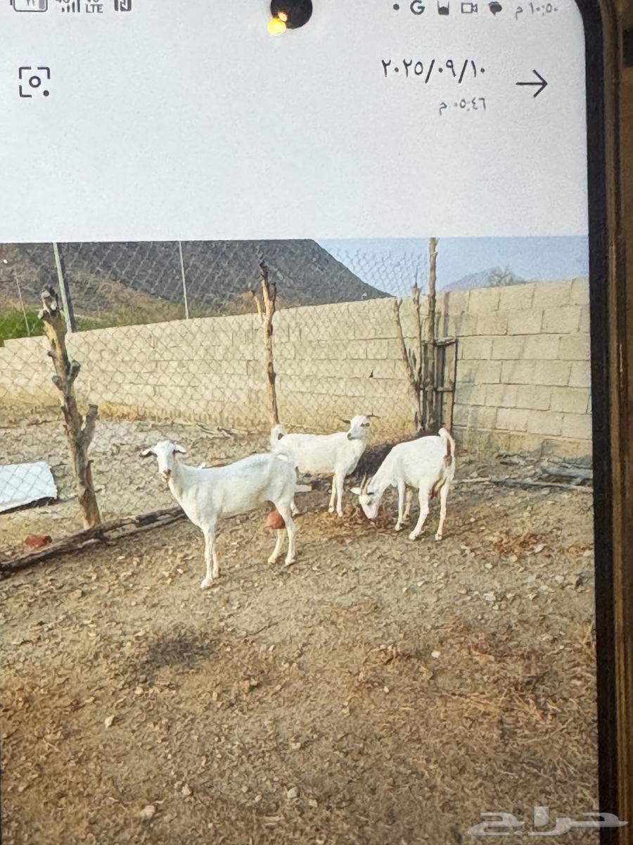 معزا بيشيات للبيع64471471382275110