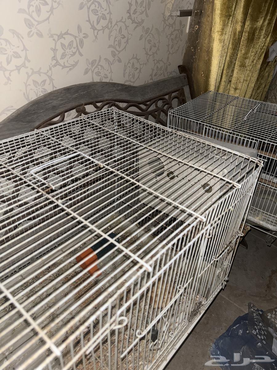 طيور روز رد اوبلاين64467494458881111