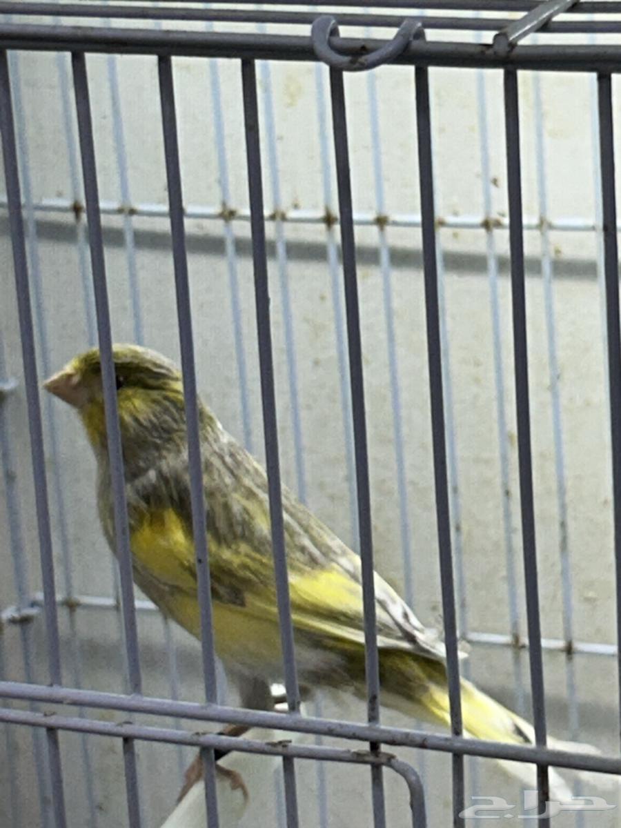 Singing Canary64470168722433110