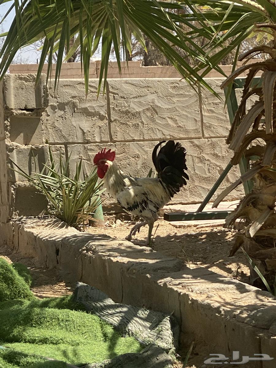 ديكين للبيع اثنين 6064468189943171113