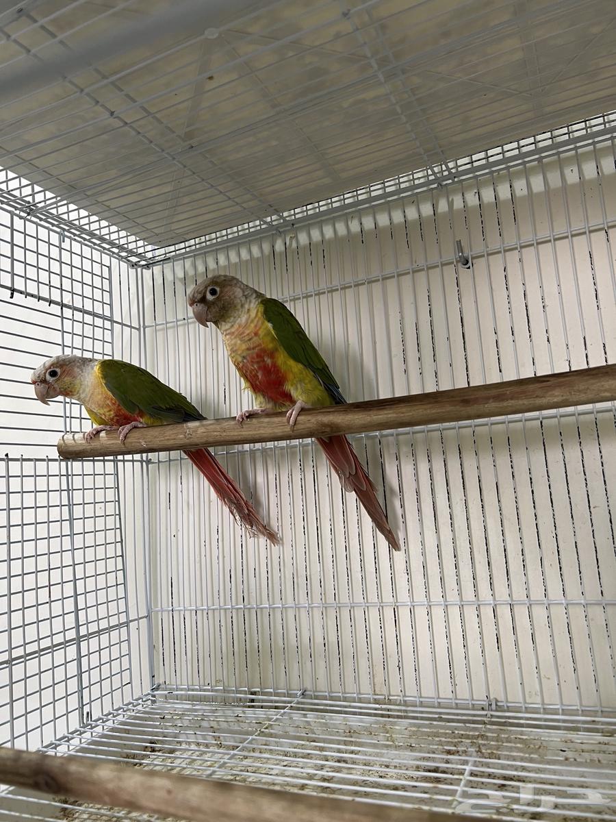 ازواج كنيور اناناس منتجه64466291517571111