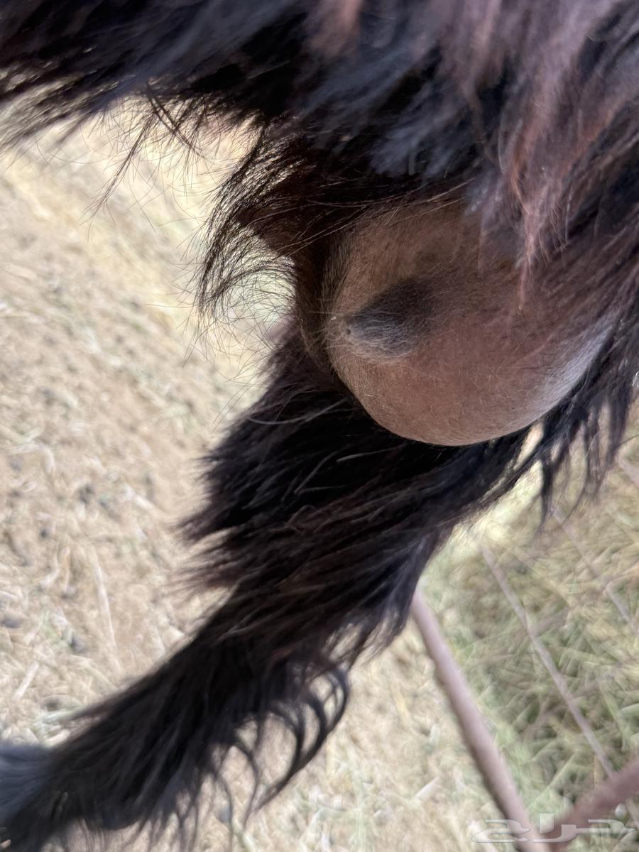 للبيع جذعه حليب طيبه64468426161155113