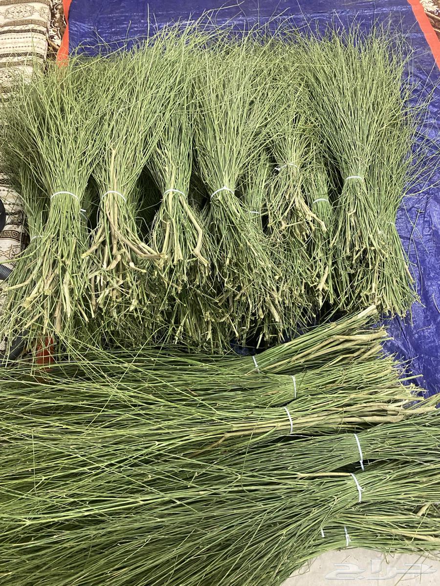 Marikh from Jizan64466249374593111