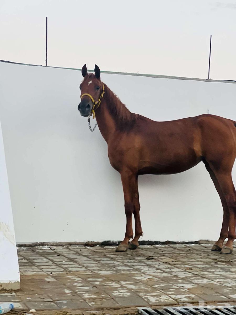 للبيع مهره شعبيه الاب واهو64464534924674110