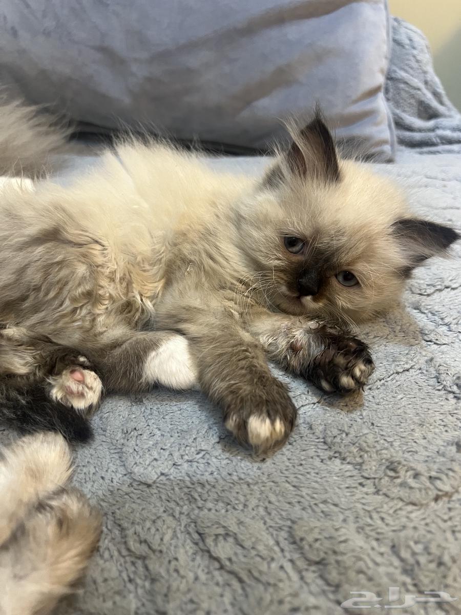 Cats64468815580033112