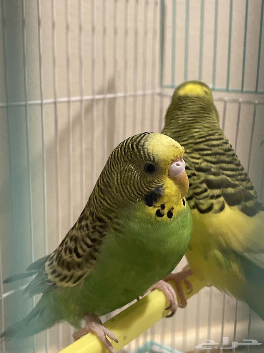 طيرين بادجي للبيع64470195891842110