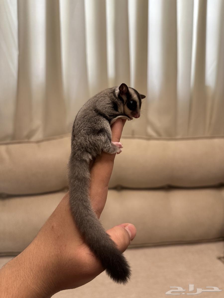 سنجاب طاير اليف للبيع(((تم البيع)))64468426151299110