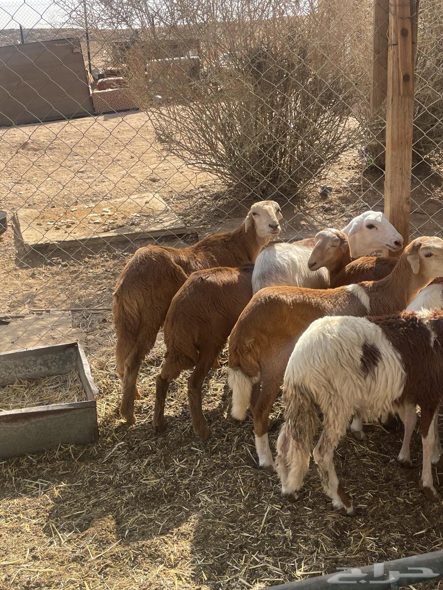 Sudanese Rakhals, Local Production64467299059330114