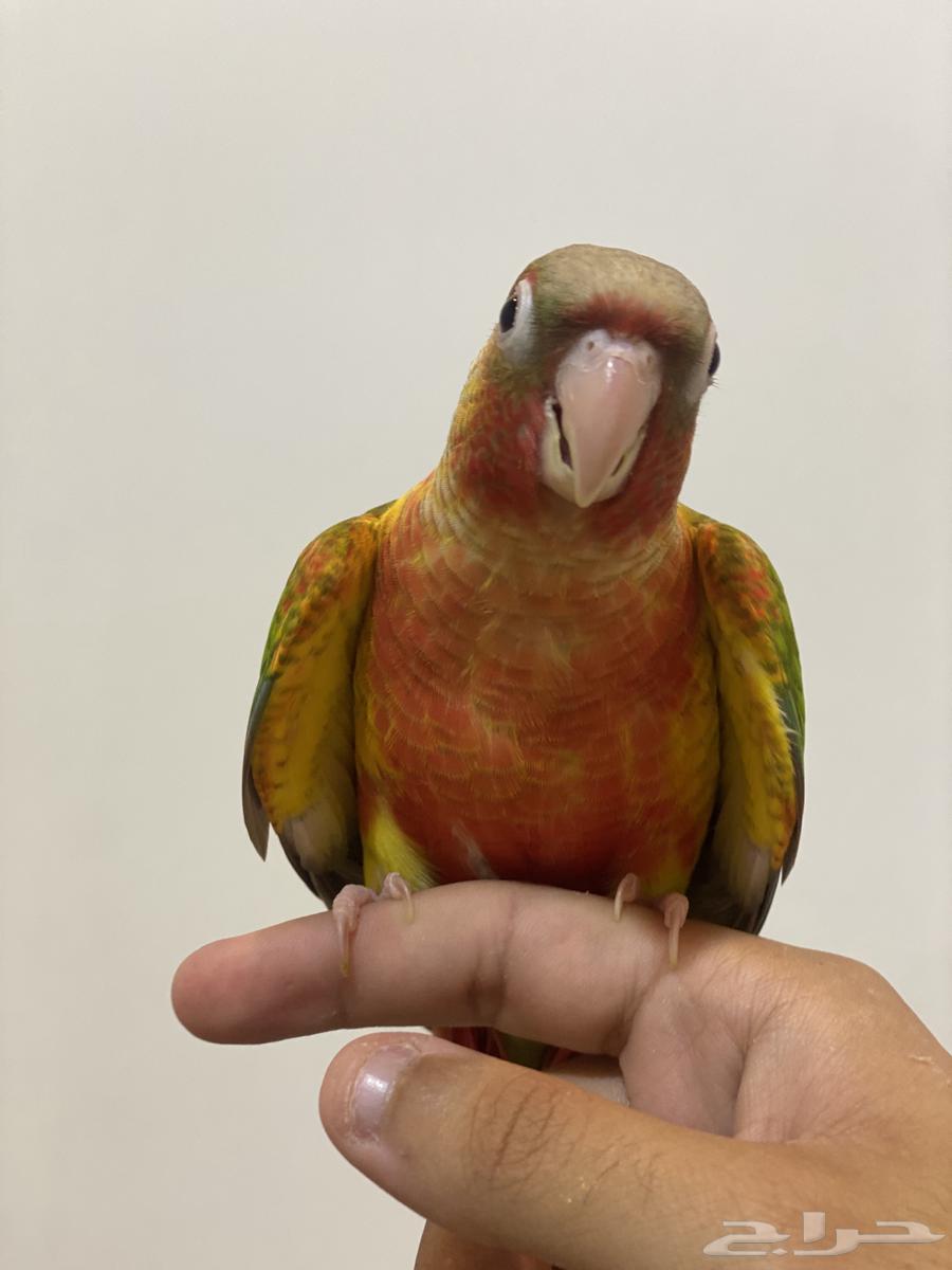 Canary Bird Factor Alif and Threat64470443618305110