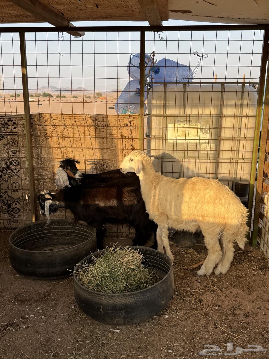 Two refrigerator racks and painting64466628684162112