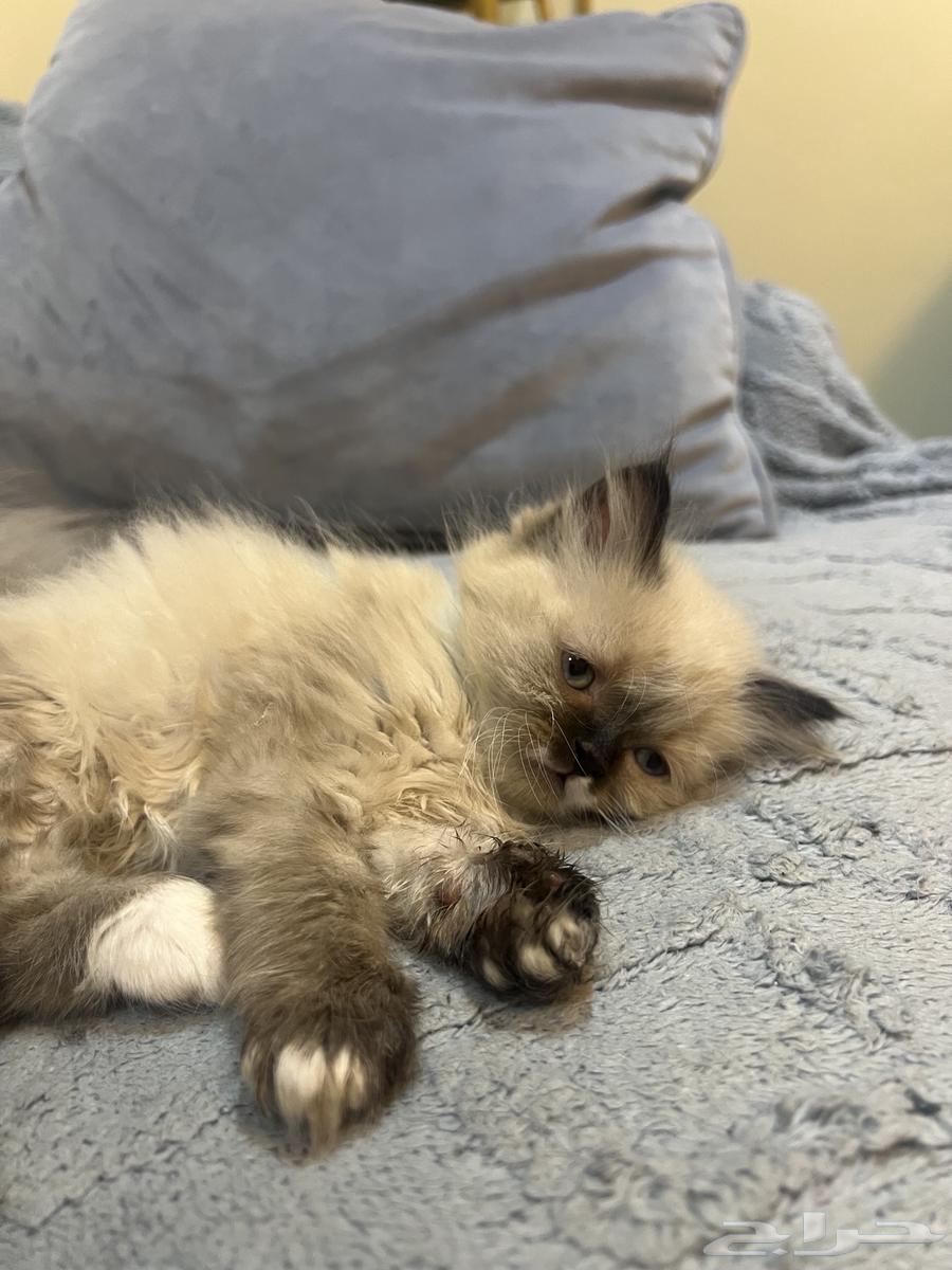 Cats64468815580033111