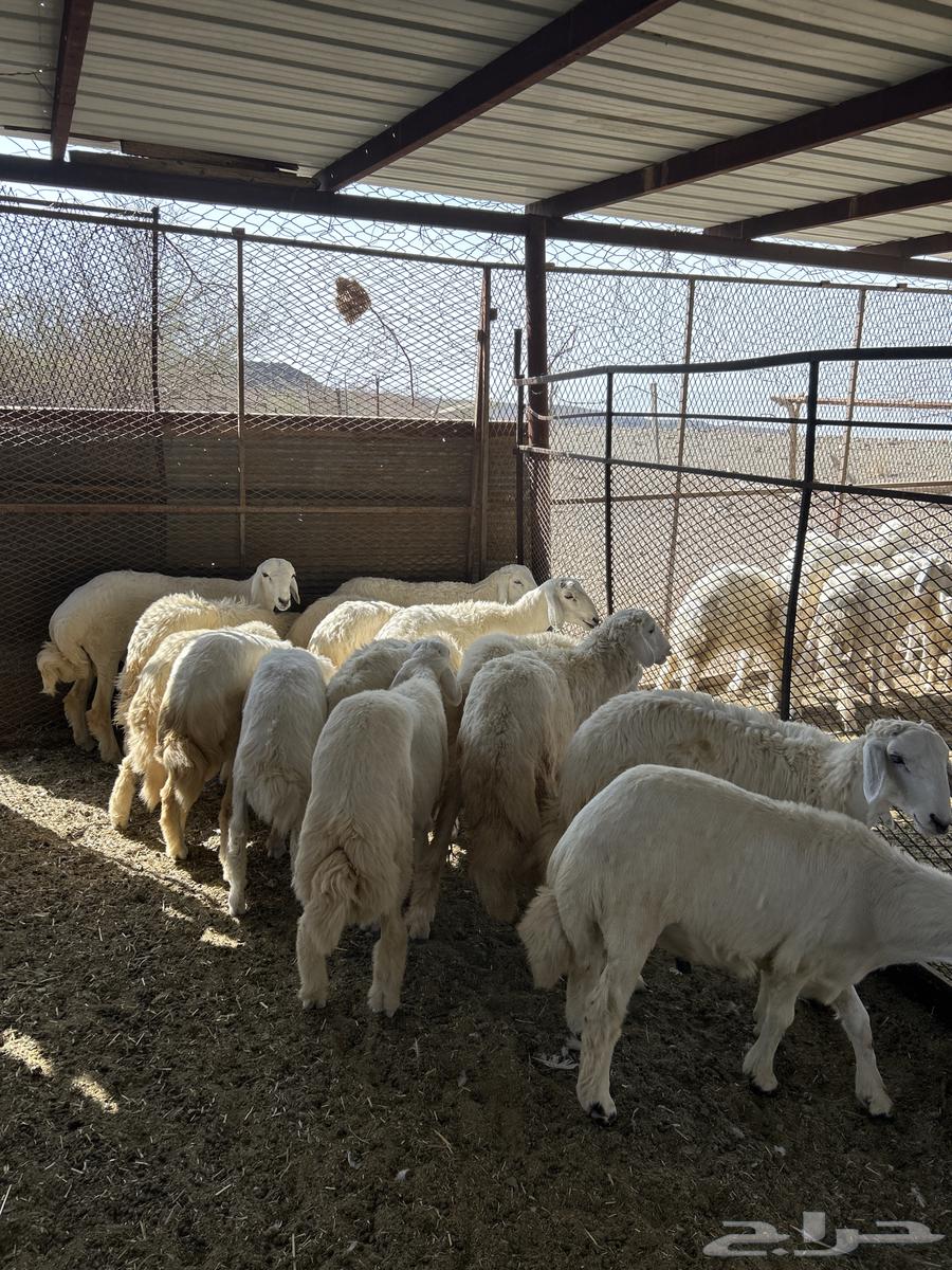 We present to you 15 fully fat and closed sheep64466123033857110