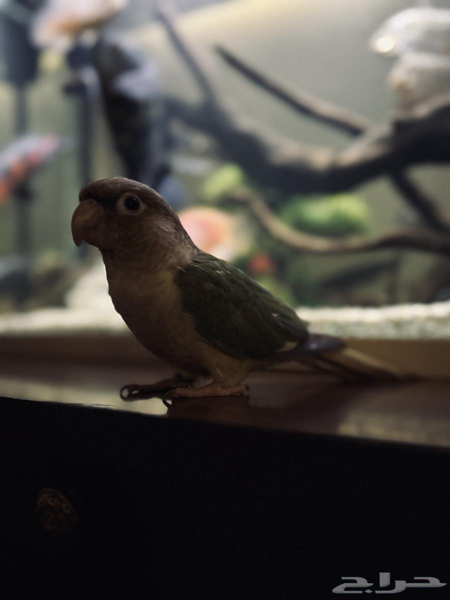 Cinnamom Monk Parrot, Talking and Very Tame - For Sale64469181192322112