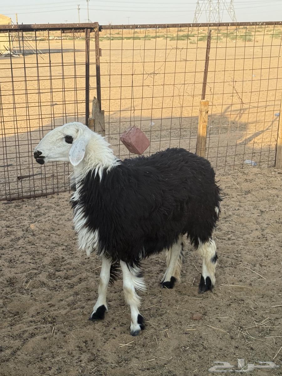 A heifer with a back full of fat64468862064769113