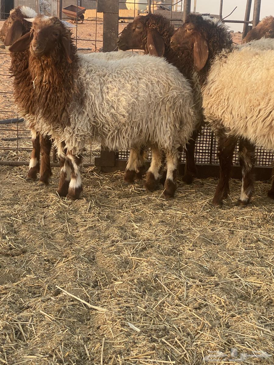 بهم للبيع64469098858625111