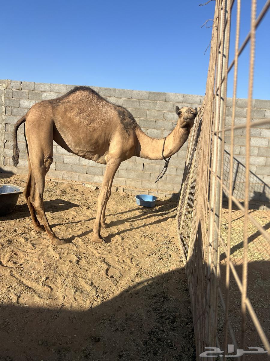 ناقه وبكره للبيع64468906714114114