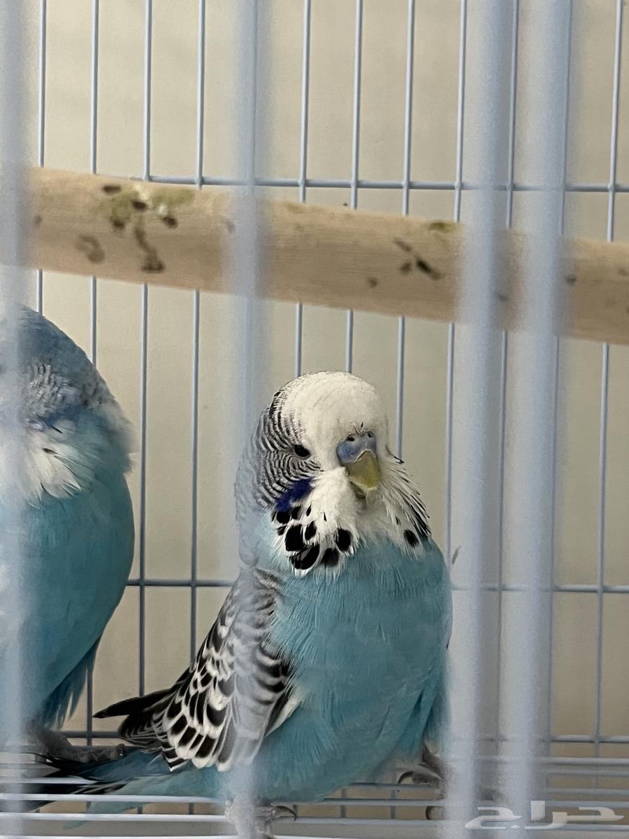 جوز بادجي انقليزي تم البيع64470525541506113