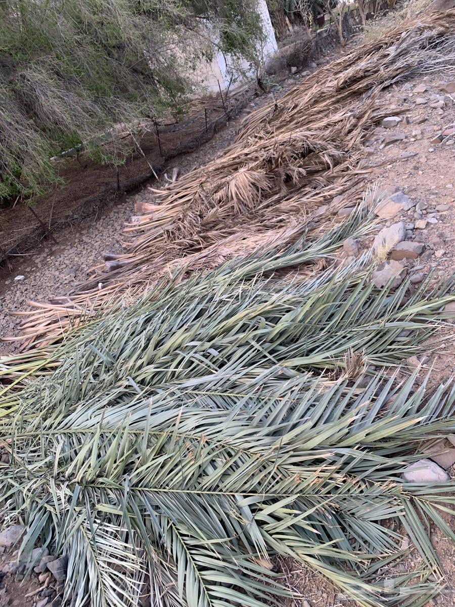 صريف نخل سعف او عسيب للبيع64469585482371111