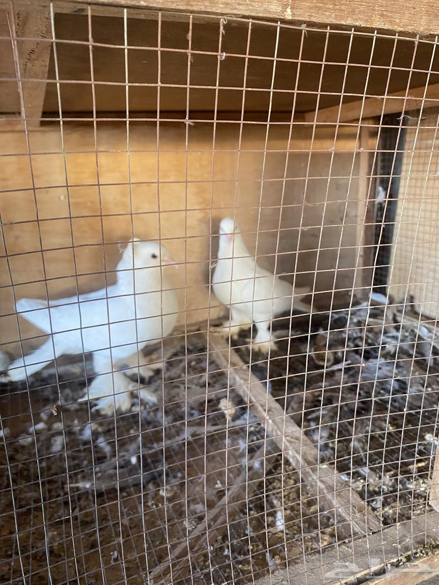 Luxurious Turkish bath, excellent health, and the husband is productive64470539159425113