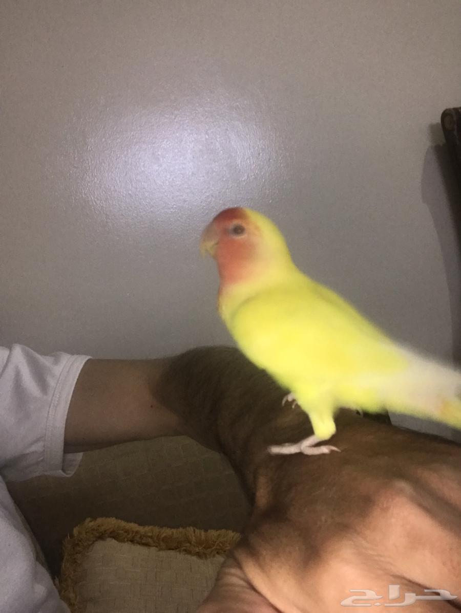 روز البينو عيون حمر64470059409409113