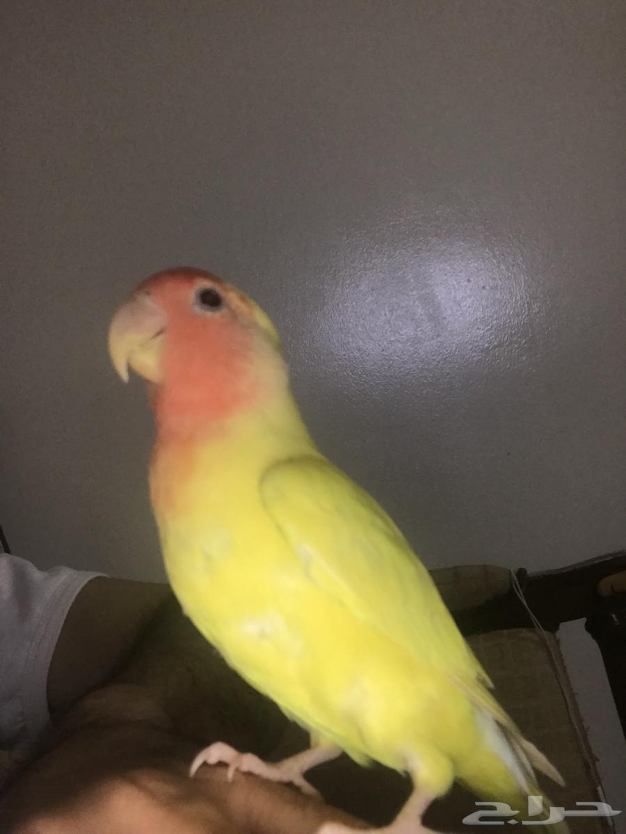 روز البينو عيون حمر64470059409409114