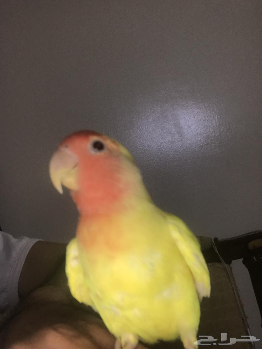 روز البينو عيون حمر64470059409409112