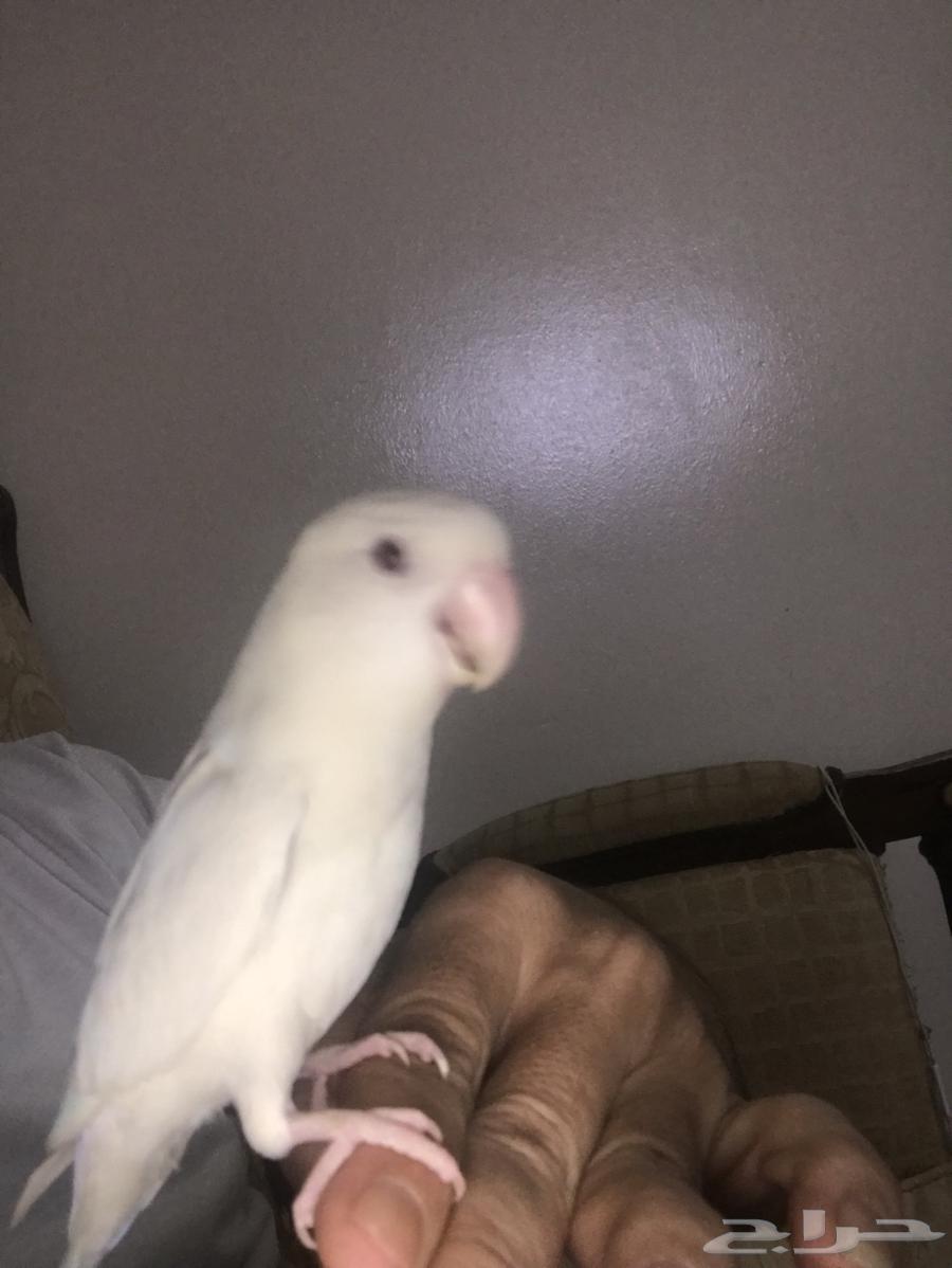 روز البينو عيون حمر64470059409409111