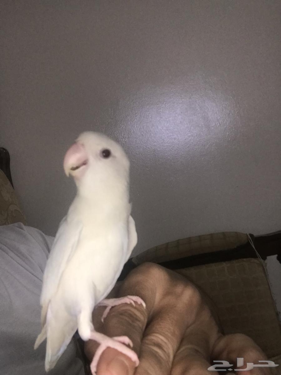 روز البينو عيون حمر64470059409409110