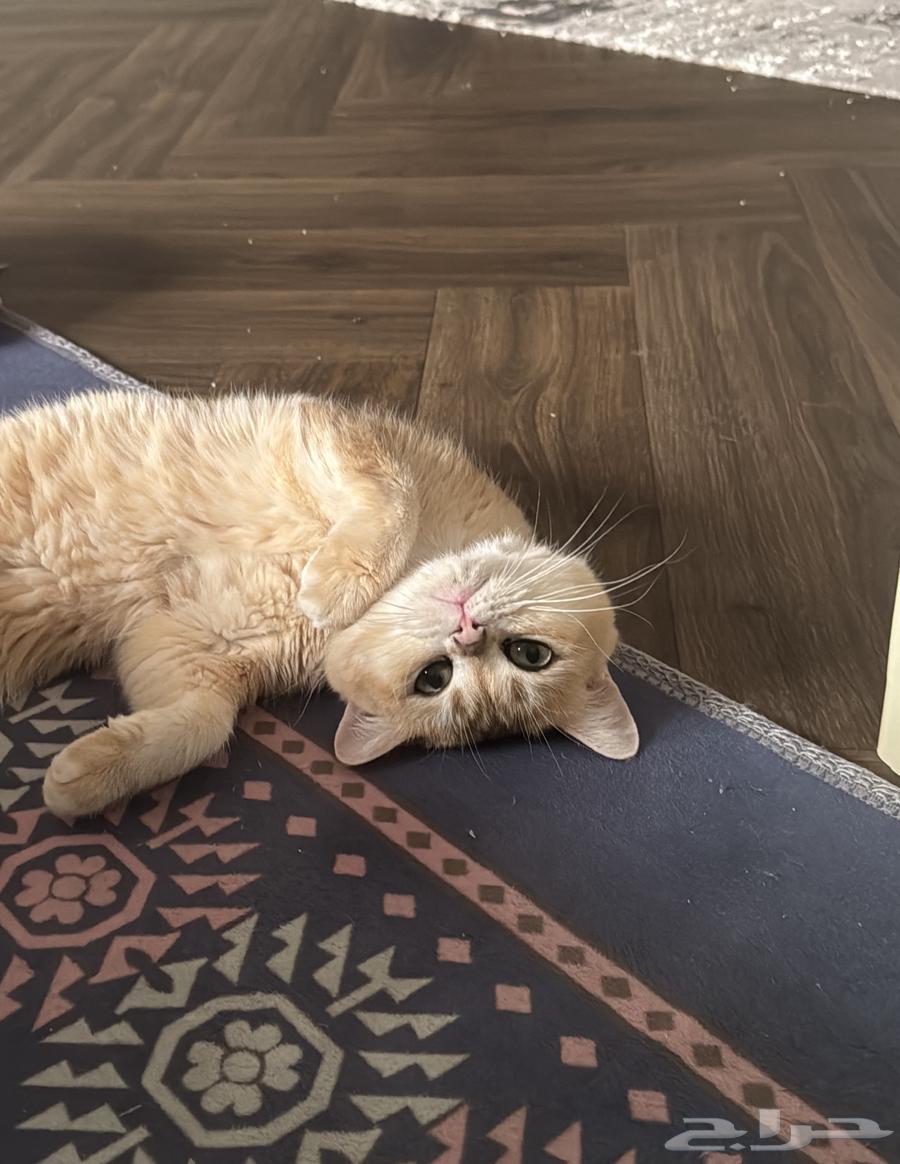 Cat for mating (free of charge) read the terms64466975250433113