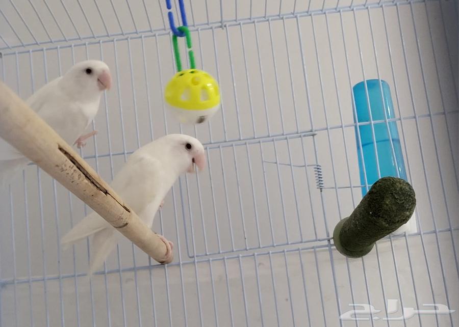 للبيع زوج روز البينو64466067099393110