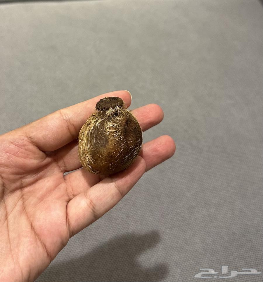 Musk Gland (Deer Musk) Only Three Pieces64469795170050111