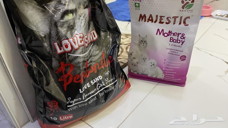 قطه للبيع على السوم64468722224513113