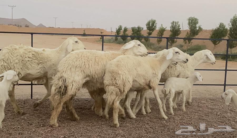 حريات صنف ولد منوة القاني(تم البيع)64469823040898111