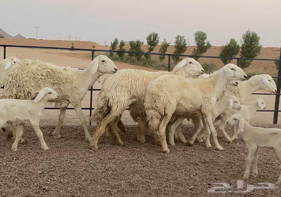 حريات صنف ولد منوة القاني(تم البيع)64469823040898110