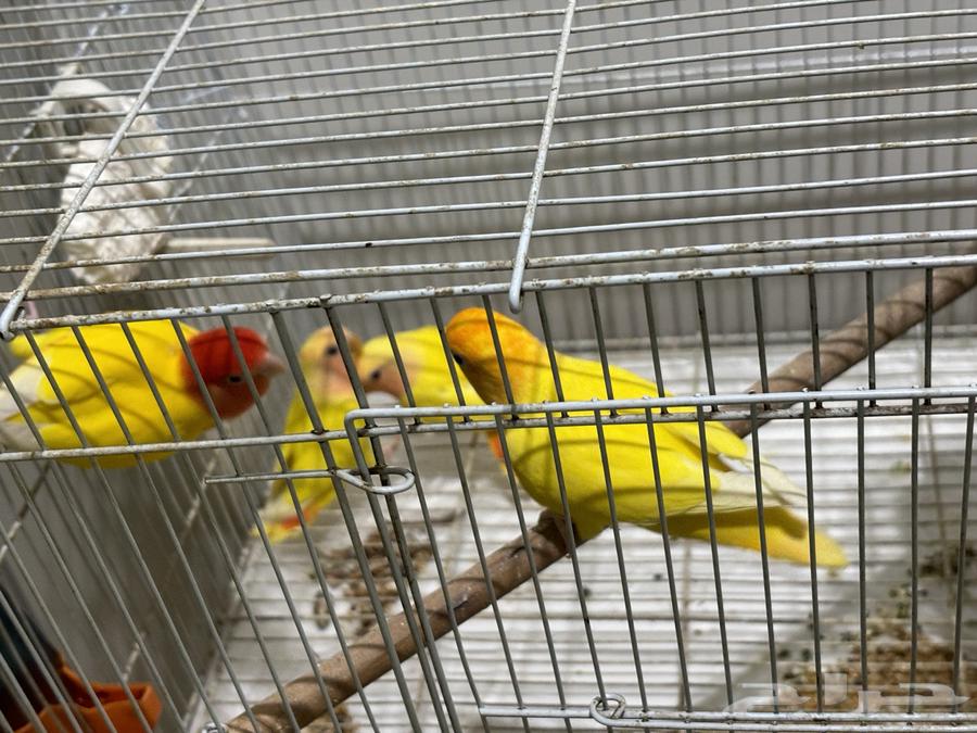 طيور روز رد اوبلاين64467494458881113