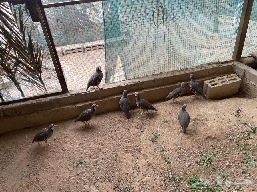 للبيع عشة حجل شنير سوري64465912882691112