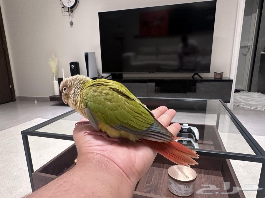 Farakh Keniour64468594960001111