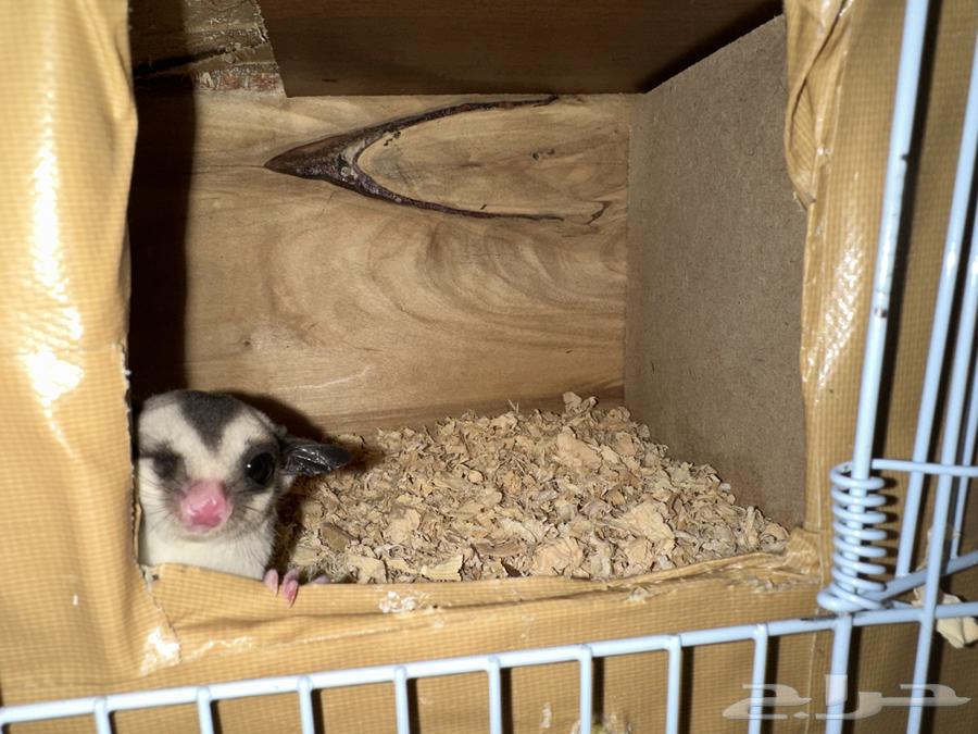 سنجاب طاير اليف للبيع(((تم البيع)))64468426151299113