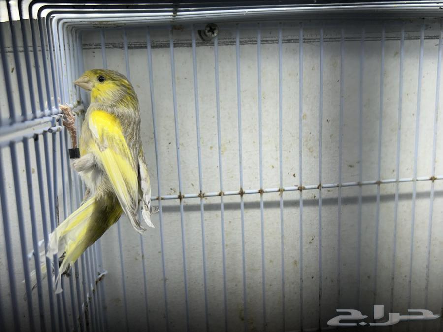 Singing Canary64470168722433113