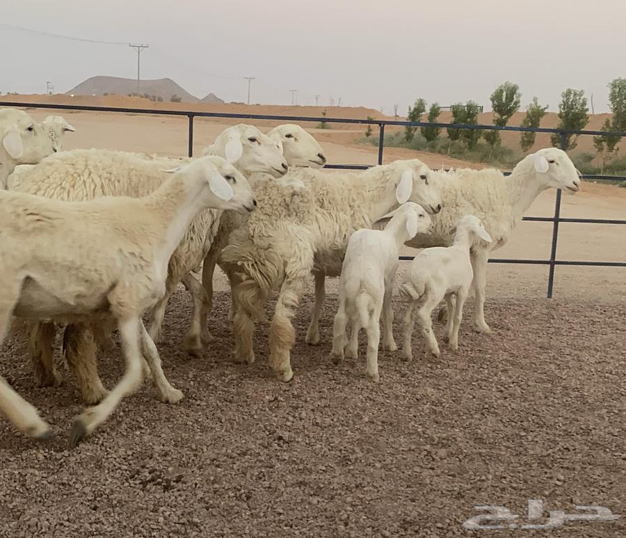 حريات صنف ولد منوة القاني(تم البيع)64469823040898113