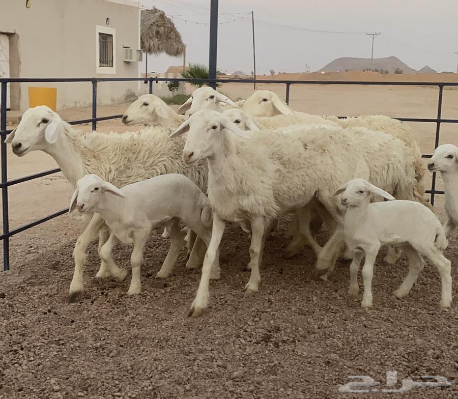 حريات صنف ولد منوة القاني(تم البيع)64469823040898112