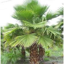 عيون الجواء64465871303171111