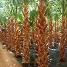 عيون الجواء64465871303171110