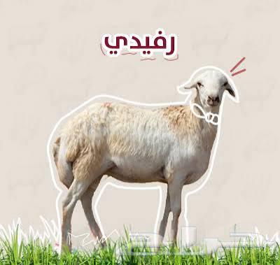 طليان رفيدي ذبايح الثلاجة طيبات بالحيل64471020499969112