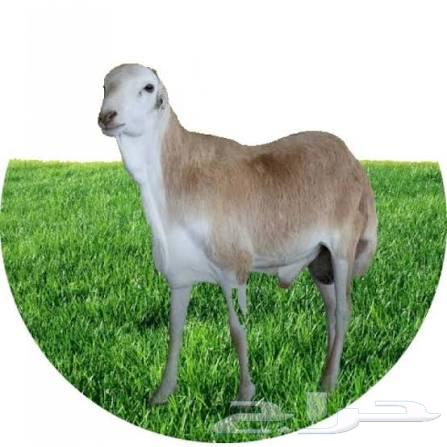 طليان رفيدي ذبايح الثلاجة طيبات بالحيل64471020499969113