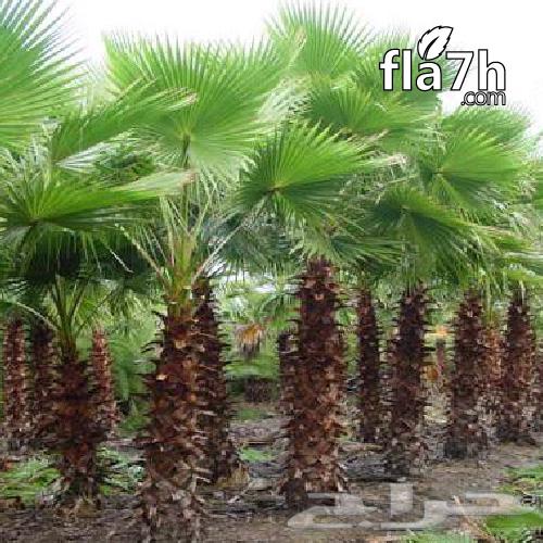 عيون الجواء64465871303171112