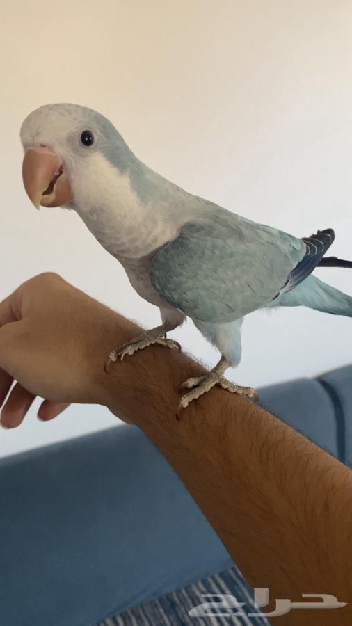 Quicker (Sold)64469098813313110